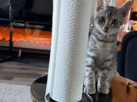 Junger Kater sucht neues Zuhause