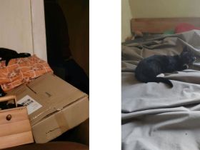 2 Kitten suchen ab sofort ein neues Zuhause