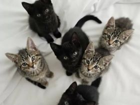 Bestens sozialisierte Familien-Kitten suchen ein Zuhause!