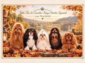 Shih-Tzu-vom-Wachbuehl.com