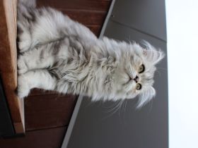 Perserkater