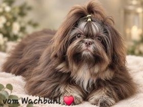 Wunderschöne Shih Tzu Junghündin mit Ahnentafel