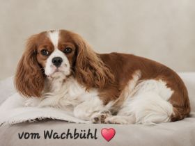 Cavalier King Charles Spaniel Hündin mit Ahnentafel