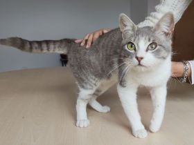 Romeo, ein so lieber Kater, wartet auf Menschen, die ihm ein Heim schenken