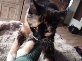 Junge weibliche Katze