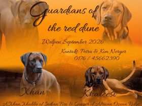 Rhodesian Ridgeback Welpen