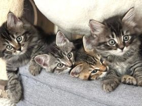 BKH&BLH Kitten Silber Tabby(Marmor)&Grau Whiskas Muster