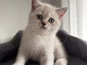 BKH-Kitten suchen ein Zuhause und sind ab sofort abgabebereit