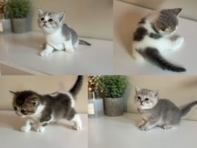 Britisch Kurzhaar Einzigartige Kitten suchen ein tolles Zuhause