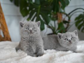 Britisch Kurzhaar BKH Kitten Katzen Blue Blau