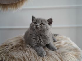 Britisch Kurzhaar BKH Kitten Katzen Blue Blau
