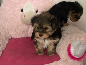 Süße Mini Yorkshire Terrier Welpen