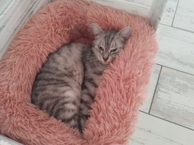 Kater Gino Norwegische Waldkatze Mix sucht ein neues Zuhause