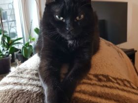 Katze Maja abzugeben