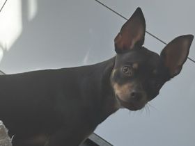 Zwergpinscher Mix Rüde jung
