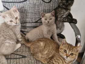 Abholbereit Britisch Kurzhaar bkh 3 kitten frei
