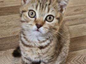 Britisch Kurzhaar bkh kitten
