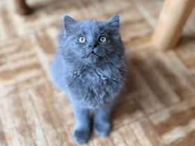 Britisch Langhaar Kater , sehr Menschenbezogen