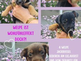 Jack Russell black und tan