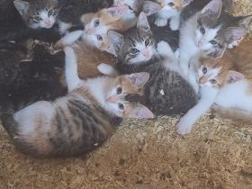 Bauernhofkitten zu verkaufen