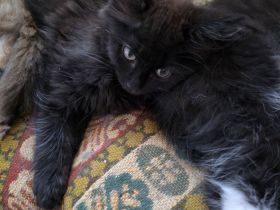 Reinrassige Maine Coon Kitten 5 Mädchen schwarz, smoke mit braunen Flecken