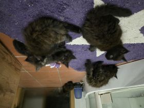 Reinrassige Maine Coon Kitten 5 grau schwarze Mädchen