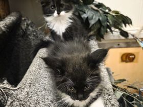 Reinrassige Maine Coon Kitten 2 Kater und 4 Katzen