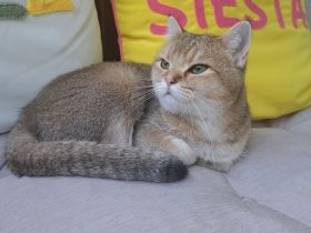 Britisch Kurzhaar Kater