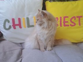 Britisch Langhaar Kater