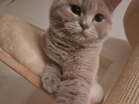 Britisch Kurzhaar Kater