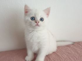 Reinrassige bkh  silver shaded point Junge sucht ihr liebevolles Zuhause