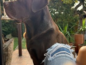 Labrador Rüde 4 Jahre als Deckrüde
