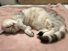 Luna ❤️ britisch kurzhaarig