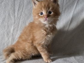 Reinrassige Maine Coon Kitten