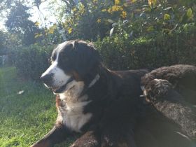 Berner Sennen Welpen / Berner Sennenhund Welpen