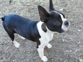 Boston Terrier Jungrüde, FCI Ahnentafel.