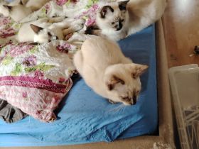 Ragdoll und Ragdollmixe
