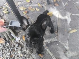 Französische Bulldogge Welpen