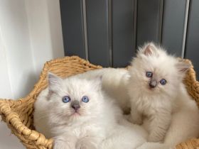 wunderschönen Ragdoll-Kitten