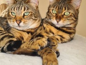Zwei Bengalkater suchen ein neues Zuhause