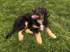 Australien Shepherd Briard Welpen -Wäller