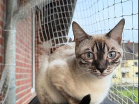 Junges Bengal Weibchen mit Stammbaum