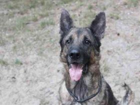 Juno, Deutscher Schäferhund, geb. ca. 2023, wünscht sich eine kombinierte Haus und Hofhaltung
