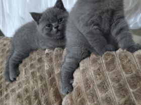 BKH Kitten in Blue