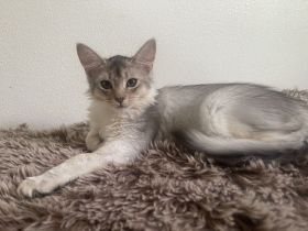 Somali Kitten Oktober 2026