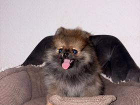 Reinrassigen pomeranian zwergspitz