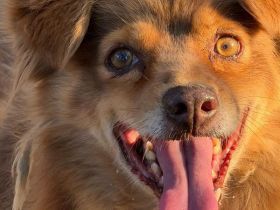 Bruno, fröhlicher Senior sucht ein liebevolles Zuhause für seinen Lebensabend, 12J, 43cm