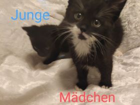 3 süße, verschmuste Kitten Katzenbaby suchen mitte Oktober ein schönes Zuhause