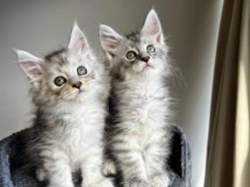 Gesunde Maine-Coon-Kätzchen suchen ein neues Zuhause