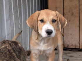 Jax sucht ein schönes Zuhause